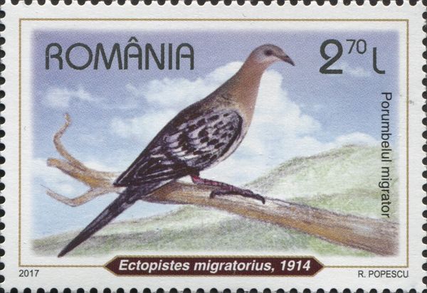 Passenger Pigeon (Ectopistes migratorius)
