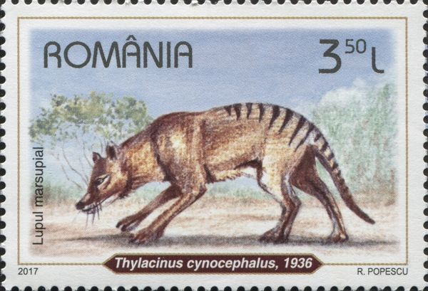 Tasmanian Tiger (Thylacinus cynocephalus)
