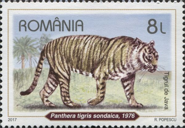 Javan Tiger (Panthera tigris sondaica)