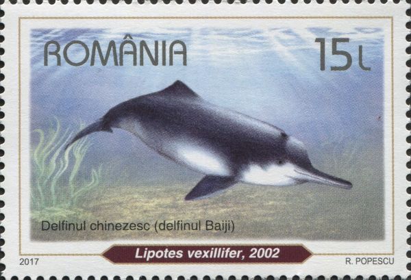 Baiji (Lipotes vexillifer)