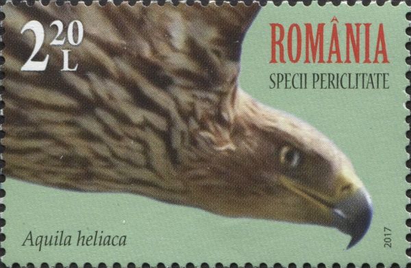 Eastern Imperial Eagle (Aquila heliaca)