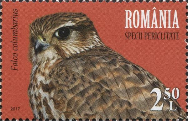 Merlin (Falco columbarius)