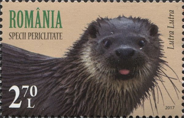 Eurasian Otter (Lutra lutra)