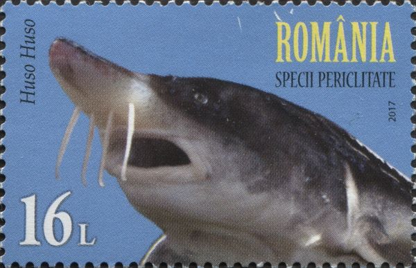 Beluga Sturgeon (Huso huso)