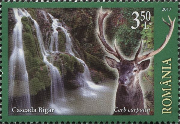 Red Deer (Cervus elaphus); Bigăr Waterfall, Bozovici