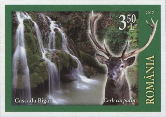 Red Deer (Cervus elaphus); Bigăr Waterfall, Bozovici