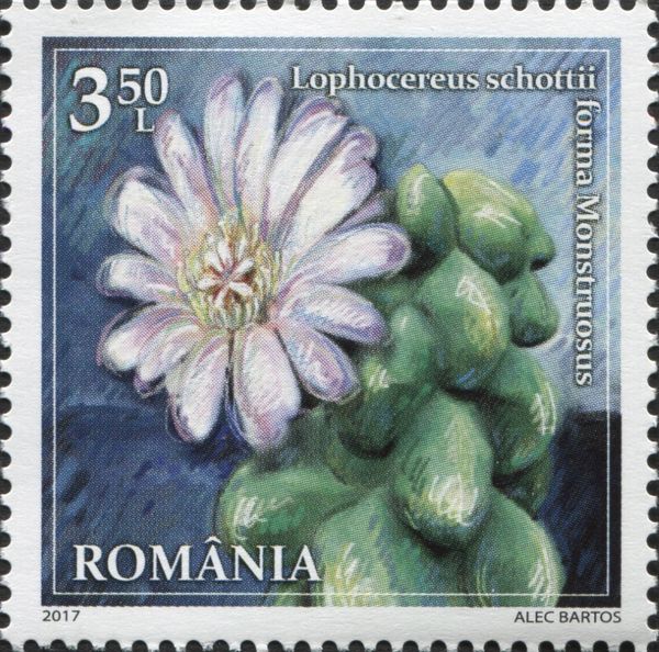 Lophocereus schottii forma Monstruosus