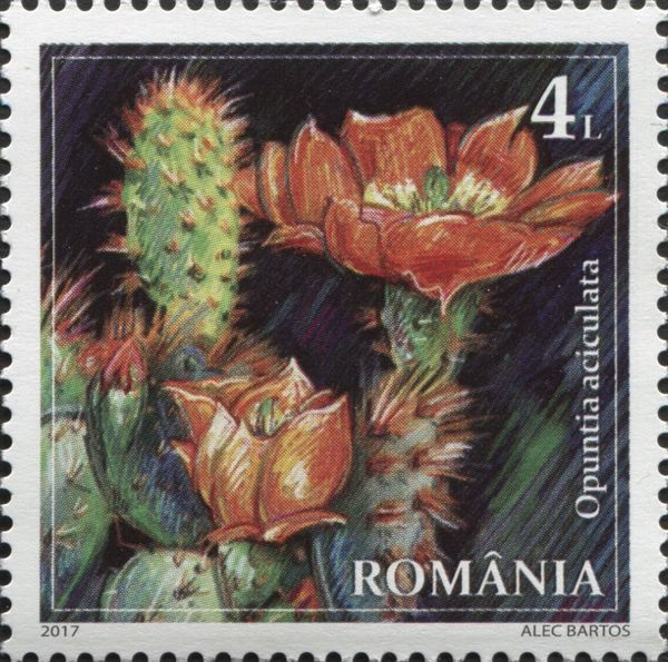 Opuntia aciculata