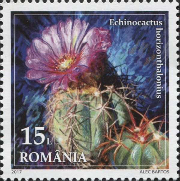 Echinocactus horizonthalonius