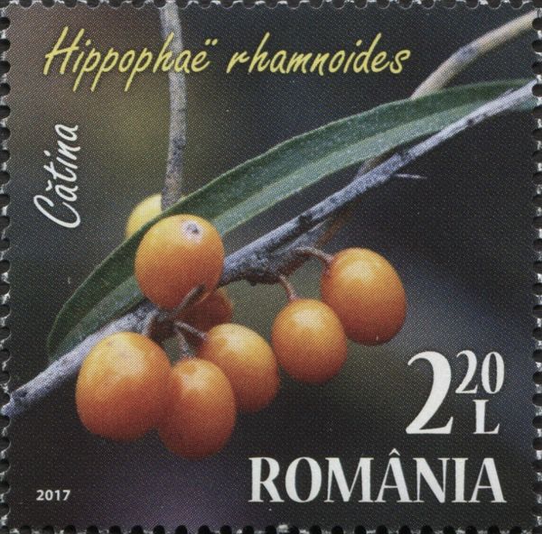 Common Sea Buckthorn (Hippophaë rhamnoides)