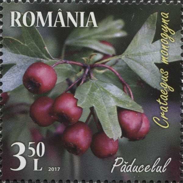 Common Hawthorn (Crataegus monogyna)