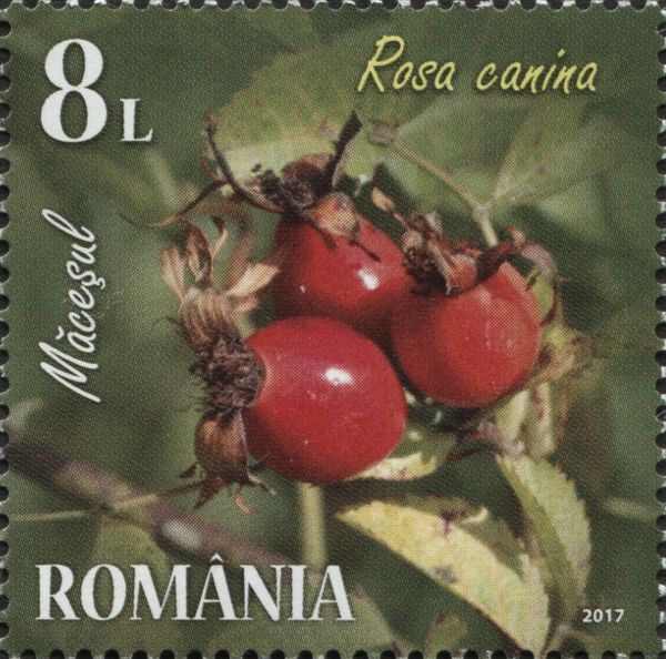 Dog Rose (Rosa canina)