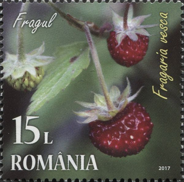European Strawberry (Fragaria vesca)