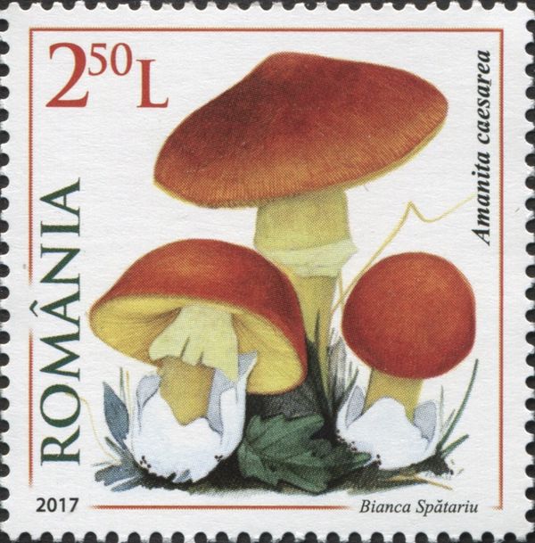 Amanita caesarea