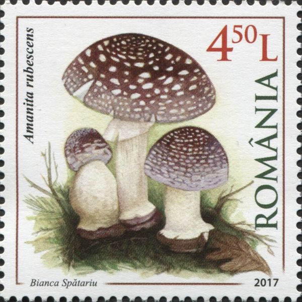 Amanita rubescens