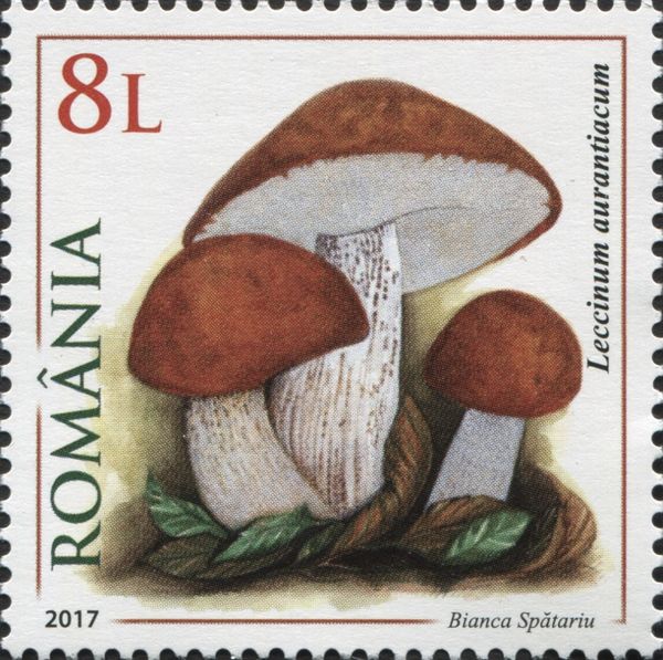 Leccinum aurantiacum