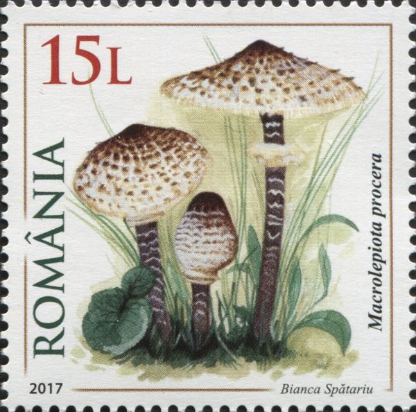 Macrolepiota procera