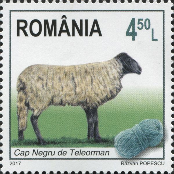 Teleorman Black Head