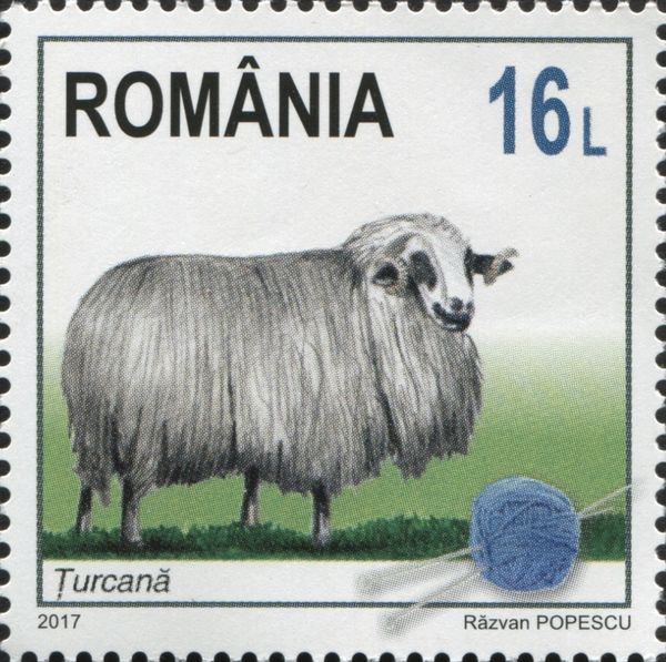 Tsurcană