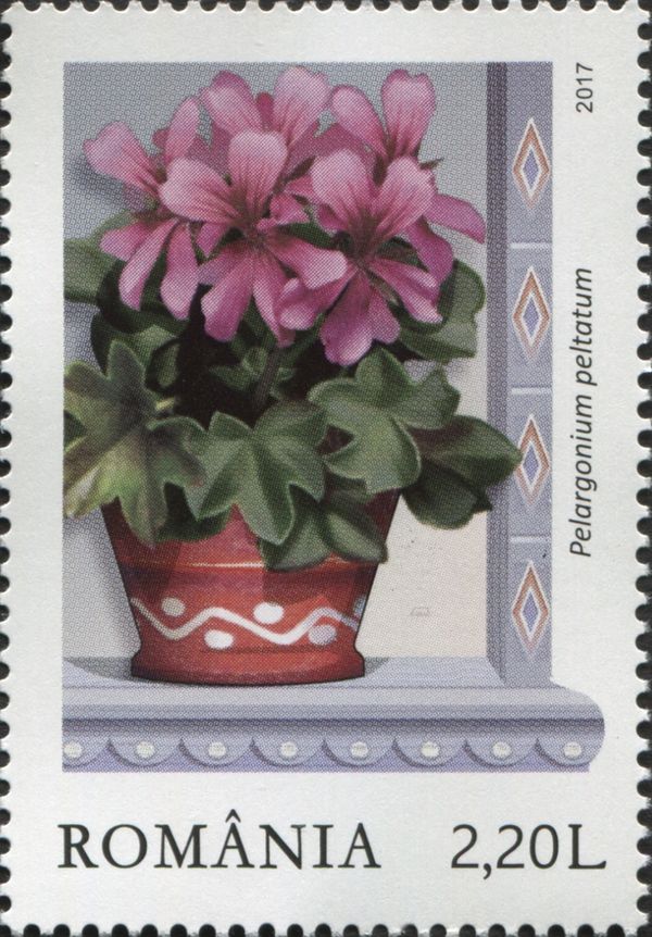 Ivy-leaved Pelargoniums (Pelargonium peltatum)