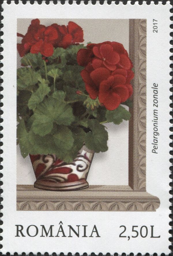 Red Zonal Pelargoniums (Pelargonium zonale)