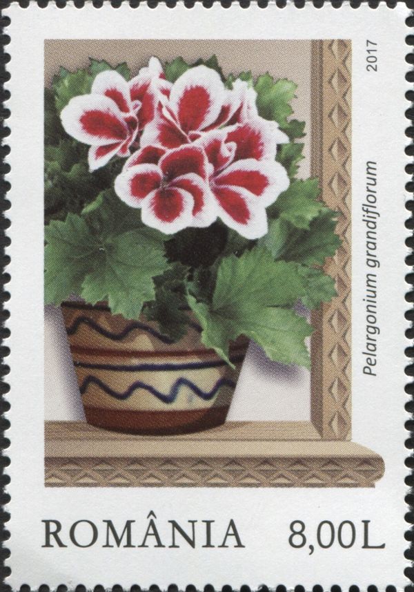 English Pelargoniums (Pelargonium grandiflorum)