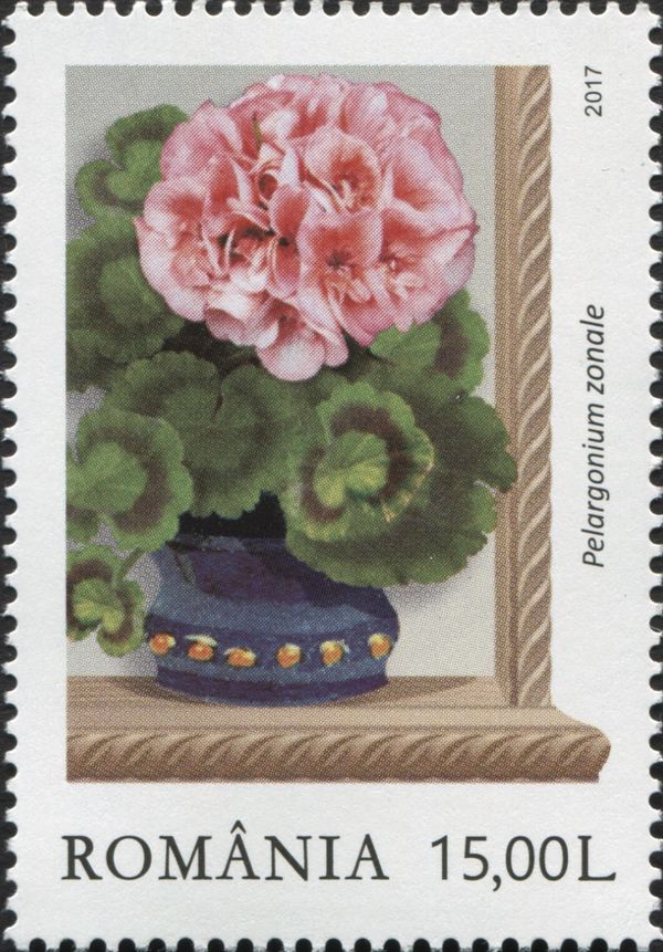 Rose zonal pelargoniums (Pelargonium zonale)