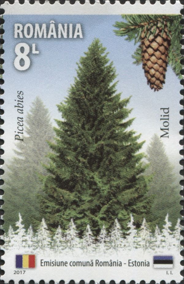 European Spruce (Picea abies)