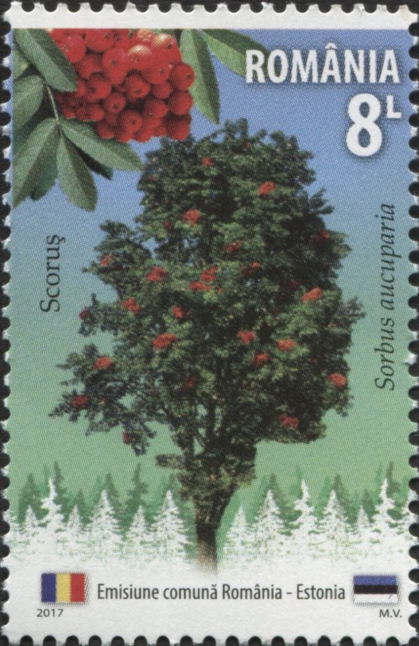 European Rowan (Sorbus aucuparia)