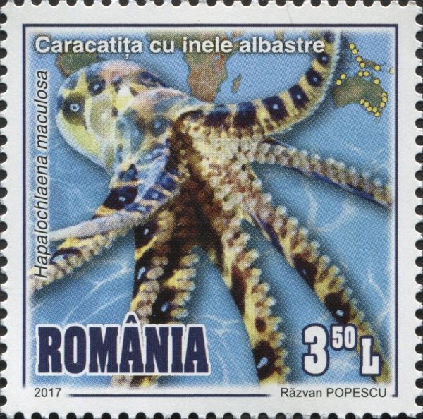 Southern Blue-ringed Octopus (Hapalochlaena maculosa)