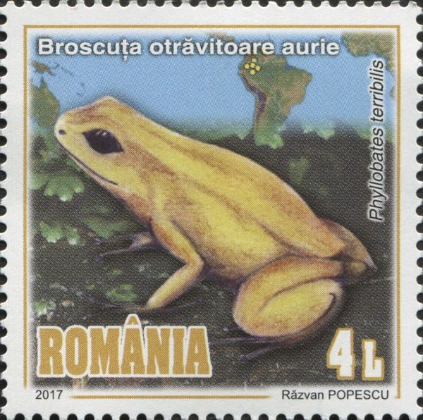 Golden Poison Frog (Phyllobates terribilis)