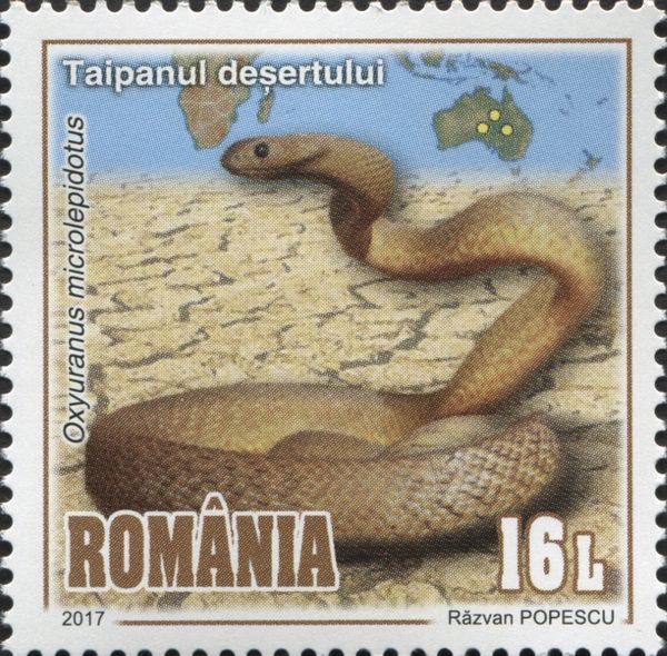 Inland Taipan (Oxyuranus microlepidotus)