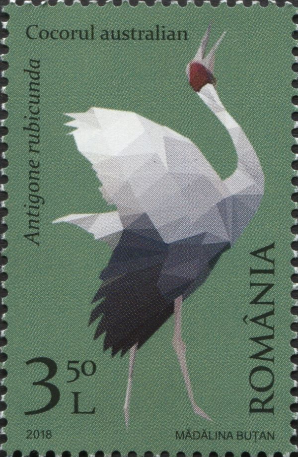 Brolga (Antigone rubicunda)