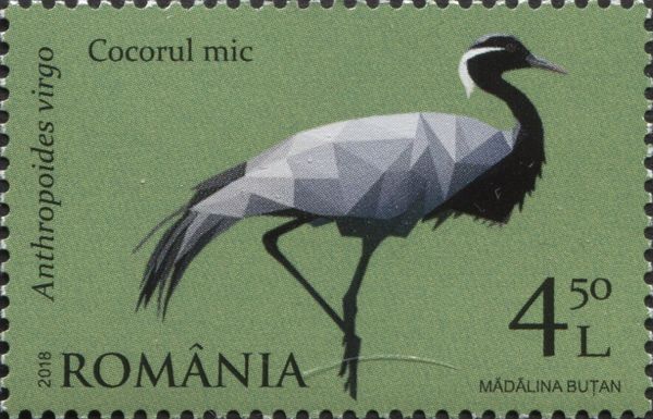 Demoiselle Crane (Anthropoides virgo)