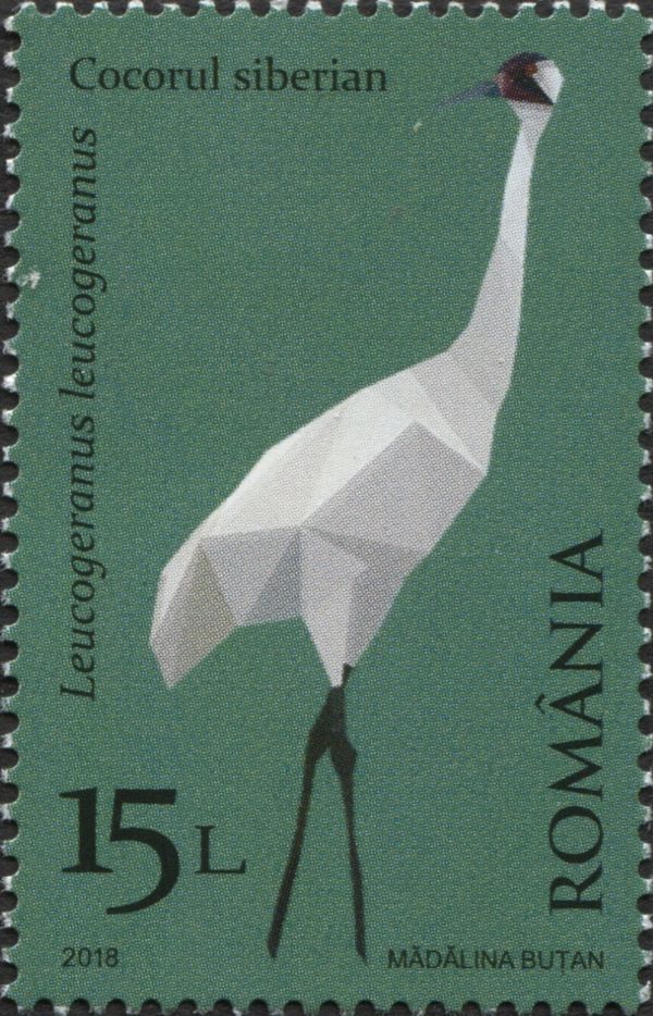 Siberian crane (Leucogeranus leucogeranus)