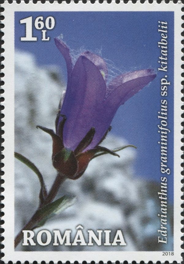 Grassy Clump Bell (Edraianthus graminifolius)