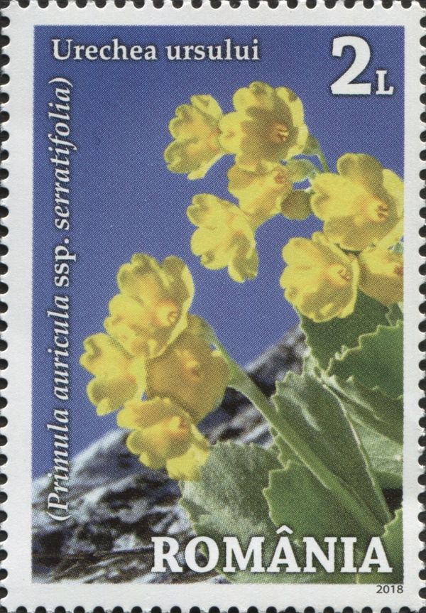 Banat’s Cowslip Primrose (Primula auricula ssp. serratifolia