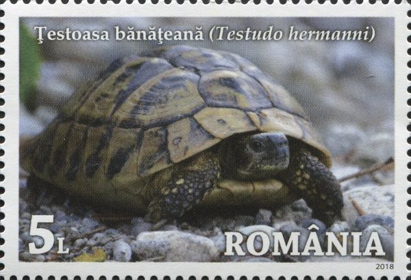Banat’s Tortoise (Testudo hermanni)