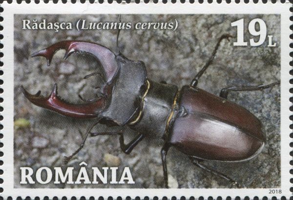 Stag Beetle (Lucanus cervus)