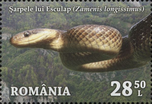 Esculap's Snake (Zamenis longissimus)