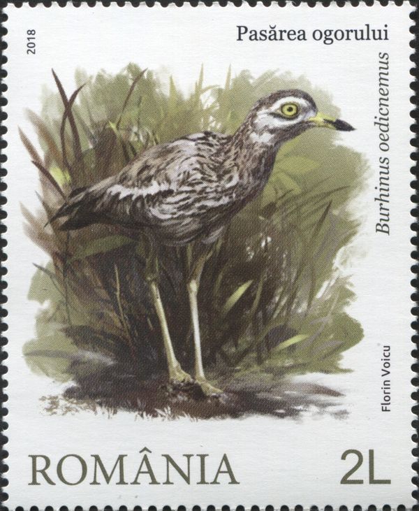 Eurasian Thick-knee (Burhinus oedicnemus)