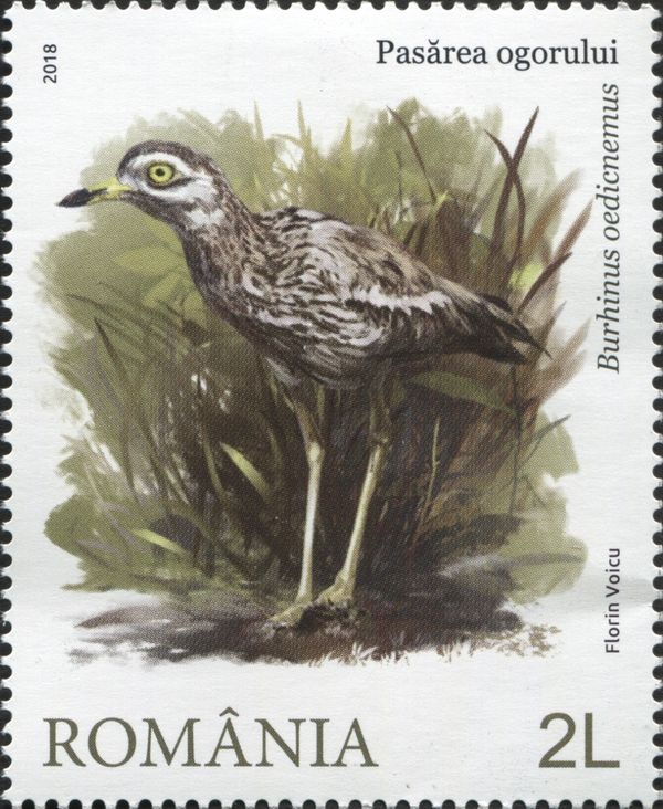 Eurasian Thick-knee (Burhinus oedicnemus)