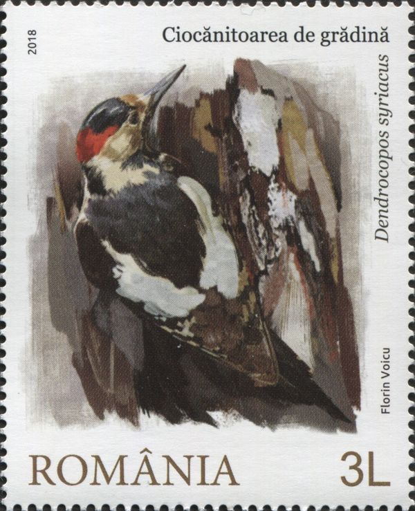 Spotted Woodpecker (Dendrocopos syriacus)