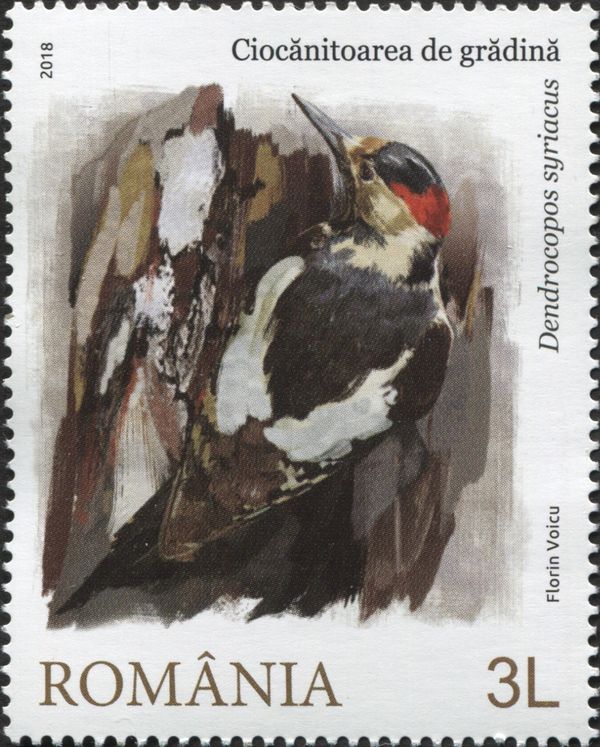Spotted Woodpecker (Dendrocopos syriacus)