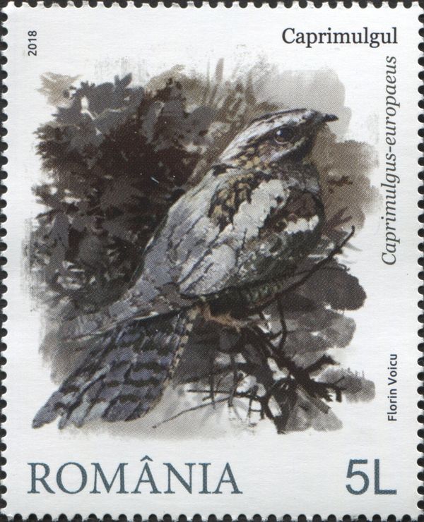 Eurasian Nightjar (Caprimulgus europaeus)