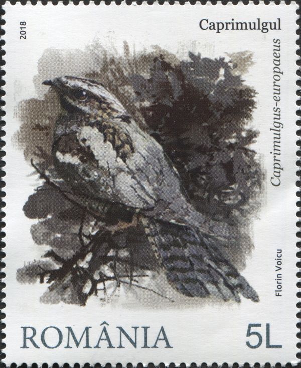 Eurasian Nightjar (Caprimulgus europaeus)
