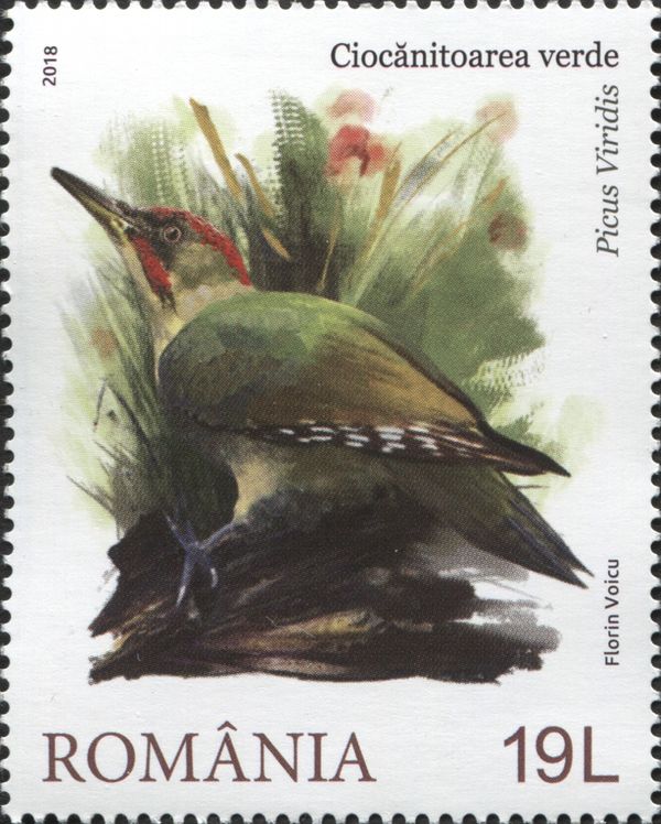 European Green Woodpecker (Picus viridis)