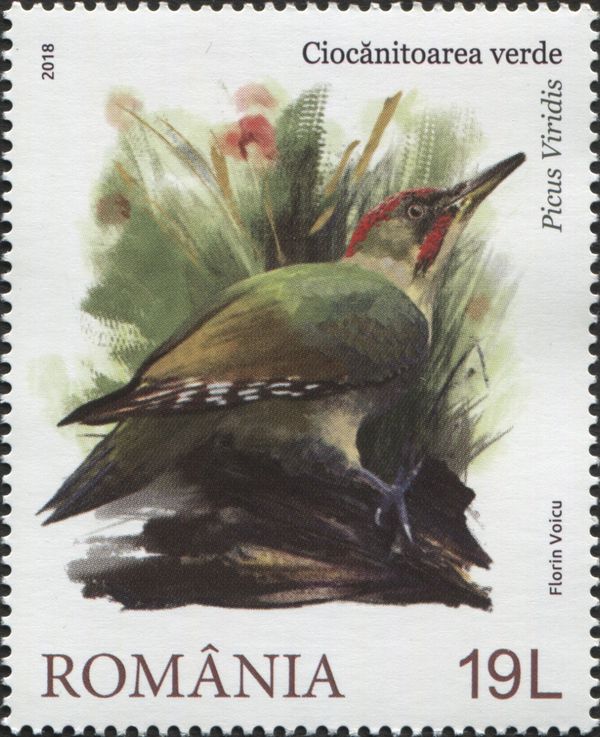 European Green Woodpecker (Picus viridis)