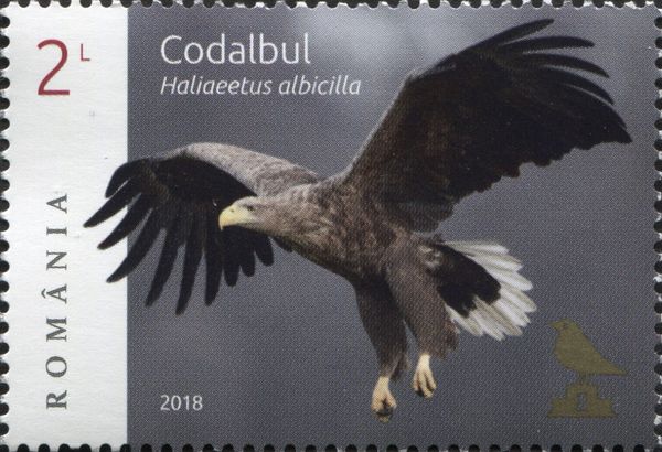 White-Tailed Eagle (Haliaeetus albicilla)