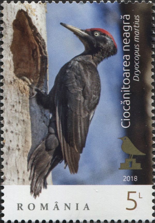 Black Woodpecker (Dryocopus martius)